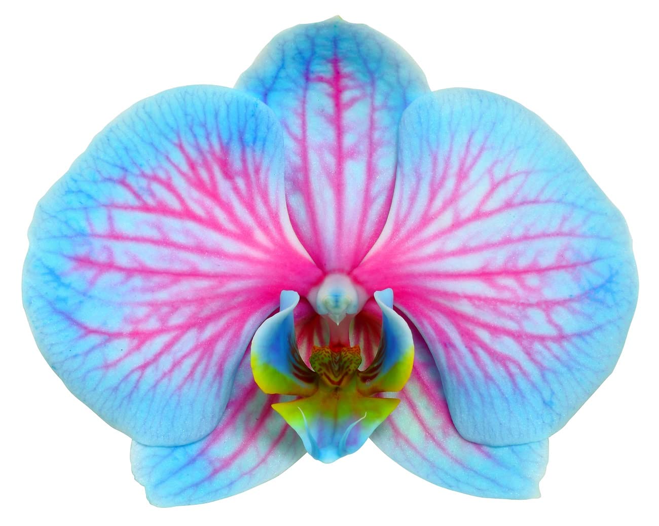 Dehner Schmetterlingsorchidee Blue Wonder, Phalaenopsis cultivars, hellblaue und pinke Blüten, 50-60 cm, Ø Topf 12 cm, Zimmerpflanze