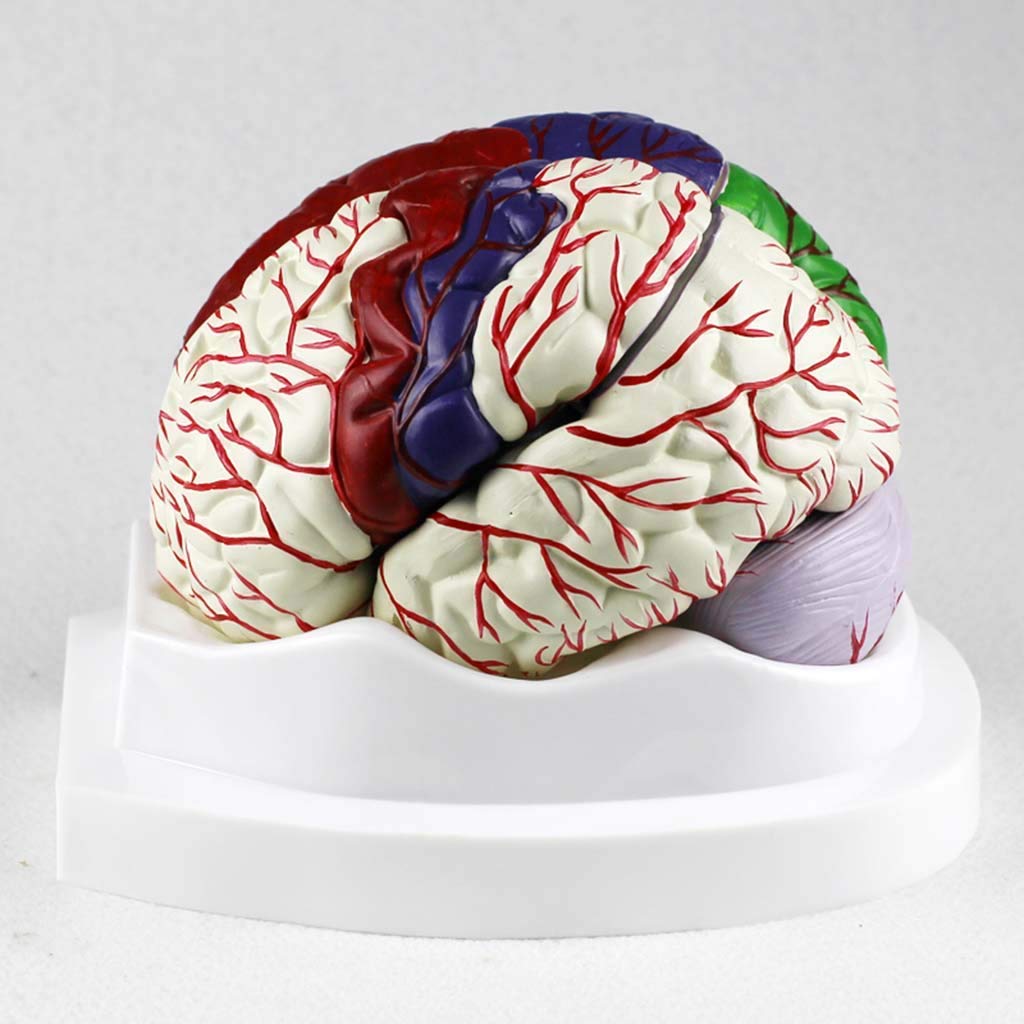 Modelo humanbrain – Modelo de anatomía estructural desmontada, para modelo de enseñanza de estudio científico, equipo de laboratorio