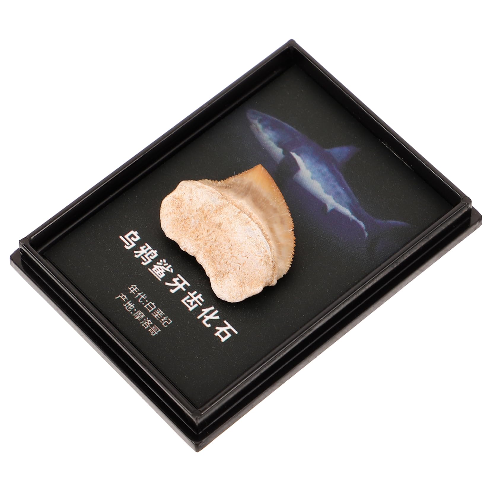 CIYODO Model Ancient Paleontology Decor Educational Teaching Tool Ornament for Home Display Boxed Crow