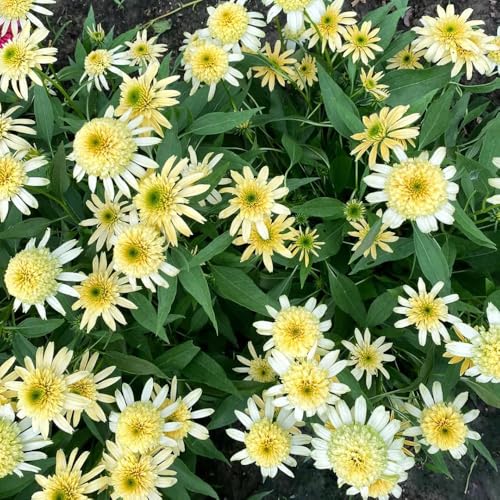 Semillas de equinácea perenne resistente de balcón resistentes perennes, semillas silvestres perennes, resistentes, 400pcs