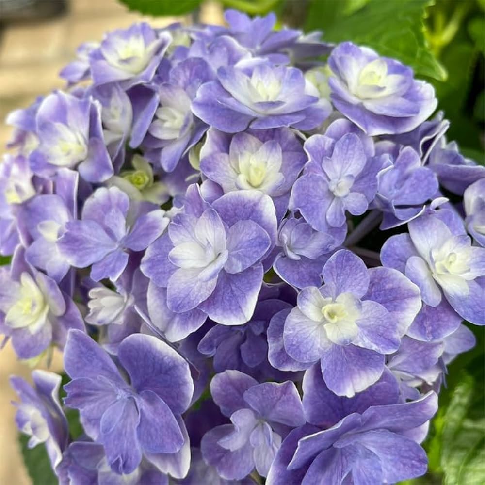 訳あり品】 アジサイ 育成用株 17ポット 紫陽花 訳あり品