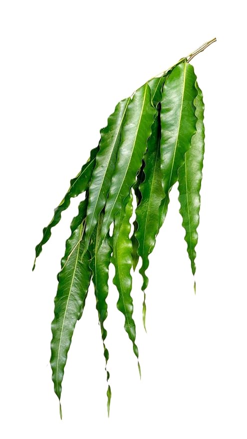 Fresh Ashoka Leaves, 1 Bunch