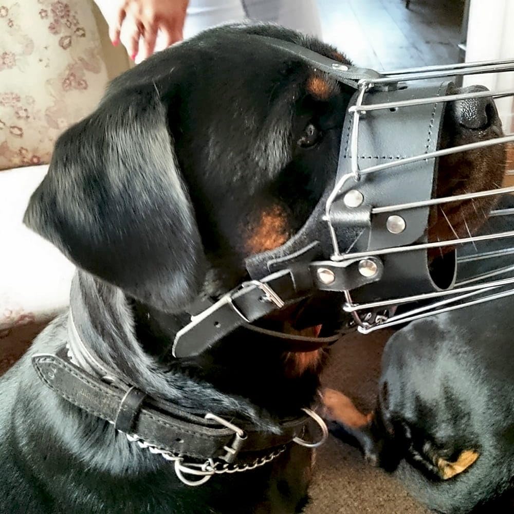 Dingo Gear Muselière d'entraînement pour Chien