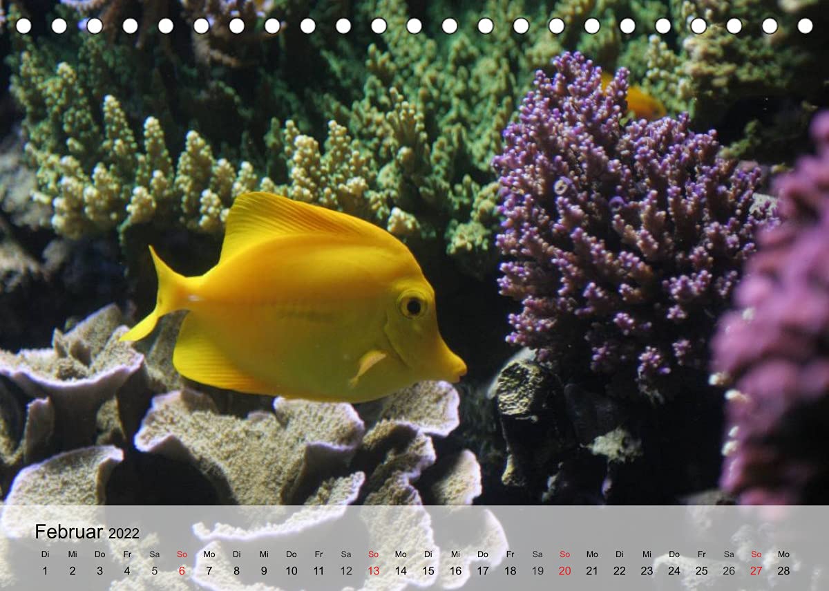 Die Welt der Riffe. Seesterne, Korallen, Anemonen (Tischkalender 2022 DIN A5 quer): Die erstaunlichen Gärten und Blütenformen der Meere (Monatskalender, 14 Seiten ) (CALVENDO Tiere)