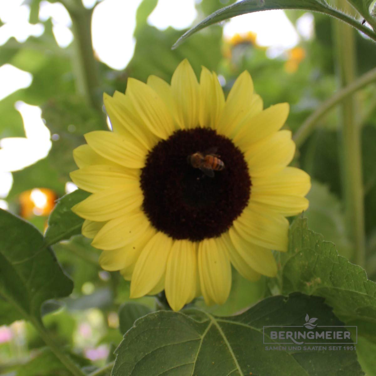 Sonnenblumen Samen Helianthus annuus Sorte Valentine (1000 Korn)