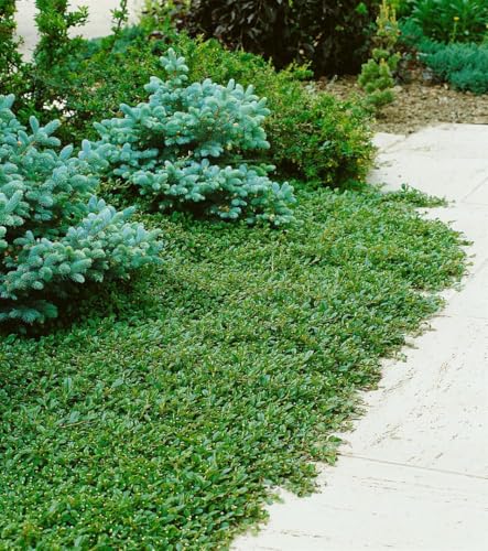 Cotoneaster dammeri ‘Radicans’ 10er-Set – Winterhart & Immergrün & Pflegeleicht – Kriechmispel – Bodendecker für Garten & Hang