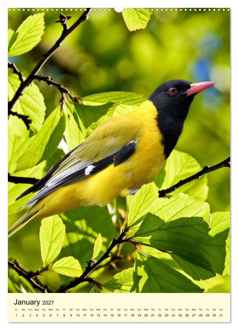 Shy forest birds (High Quality Premium Wall Calendar 2027 DIN A2 portrait),CALVENDO 12 Month Wall Calendar: Before you see them, you hear them