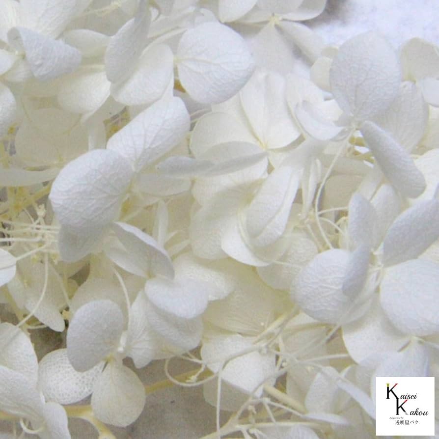 Amazon | 大地農園 プリザーブドフラワー 0.5輪分 アジサイ 白