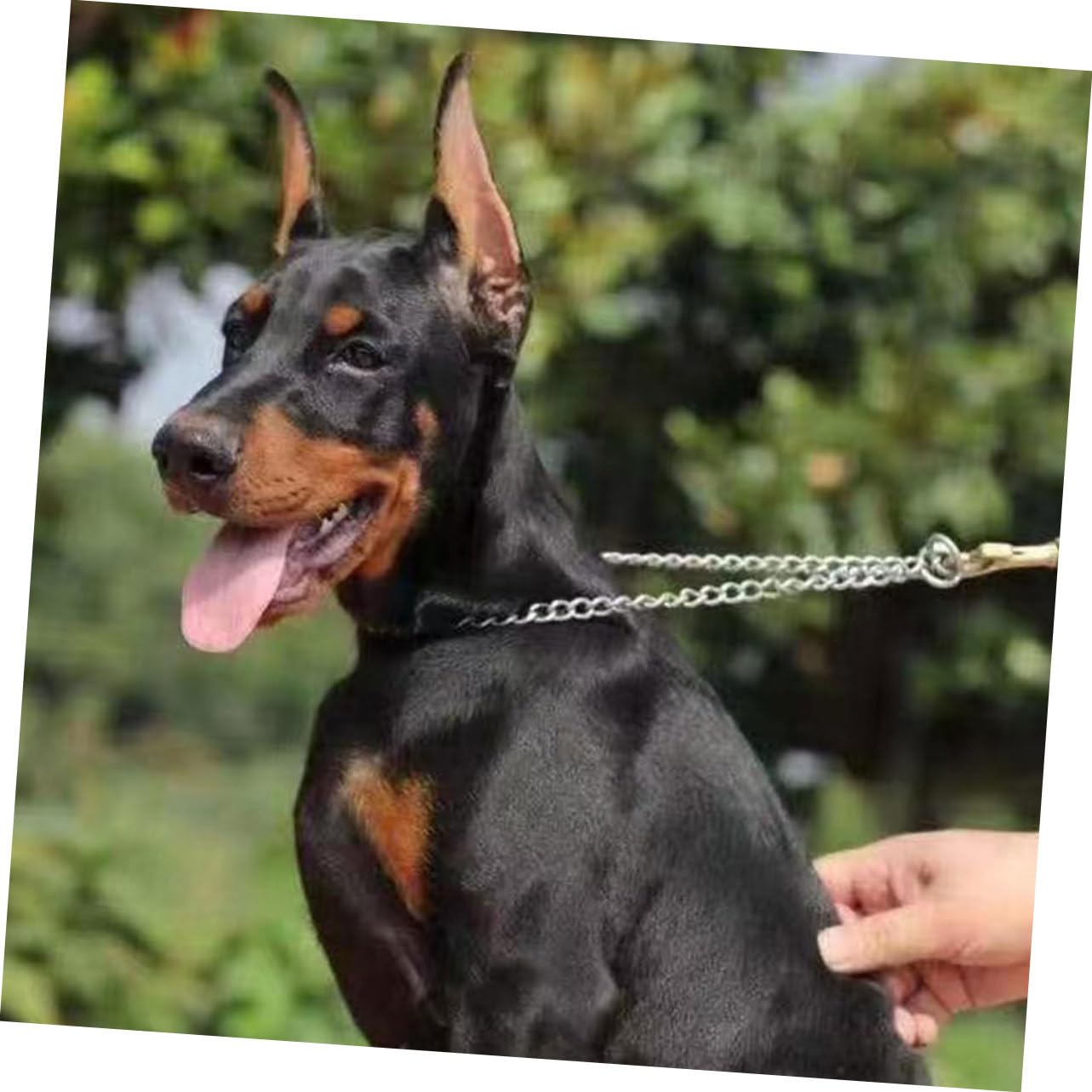 Supvox 5paare Hund Ohren Zubehör Leichtgewichtige Stand Ohren Aufkleber Für Wiederverwendbar Und Einfach Zu Für Dobermänner Und