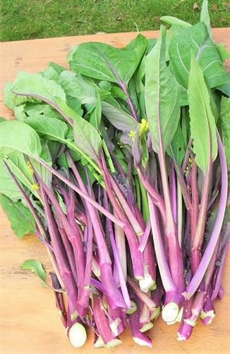 TomorrowSeeds - Hon Tsai Tai Purple Yu Choy Sum Seeds - 3000+ Count - for 2026 Planting Hong Caitai Red Chinese Flowering Cabbage Moss Bok Choi Asian Vegetable Grow Your Own Home Farm Patio Healthy