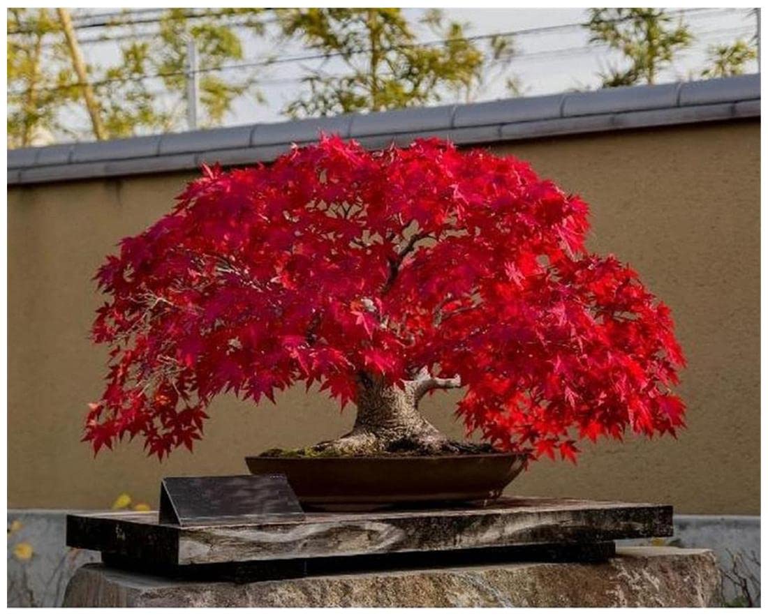 Nursery Live Rare Maple 