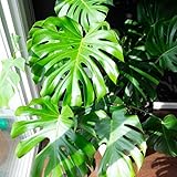 Monstera Plant, Live Monstera Deliciosa Plant Indoor, from 4 Inches Height Bareroot