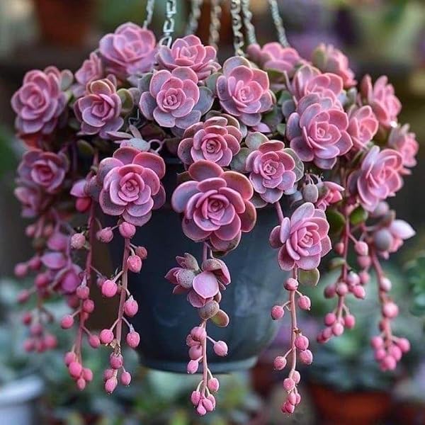 Mixed Succulent Seeds Collection, 50 Seeds, Indoor and Outdoor Growing, Non-GMO Traditional Varieties - 1