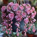 Mixed Succulent Seeds Collection, 50 Seeds, Indoor and Outdoor Growing, Non-GMO Traditional Varieties