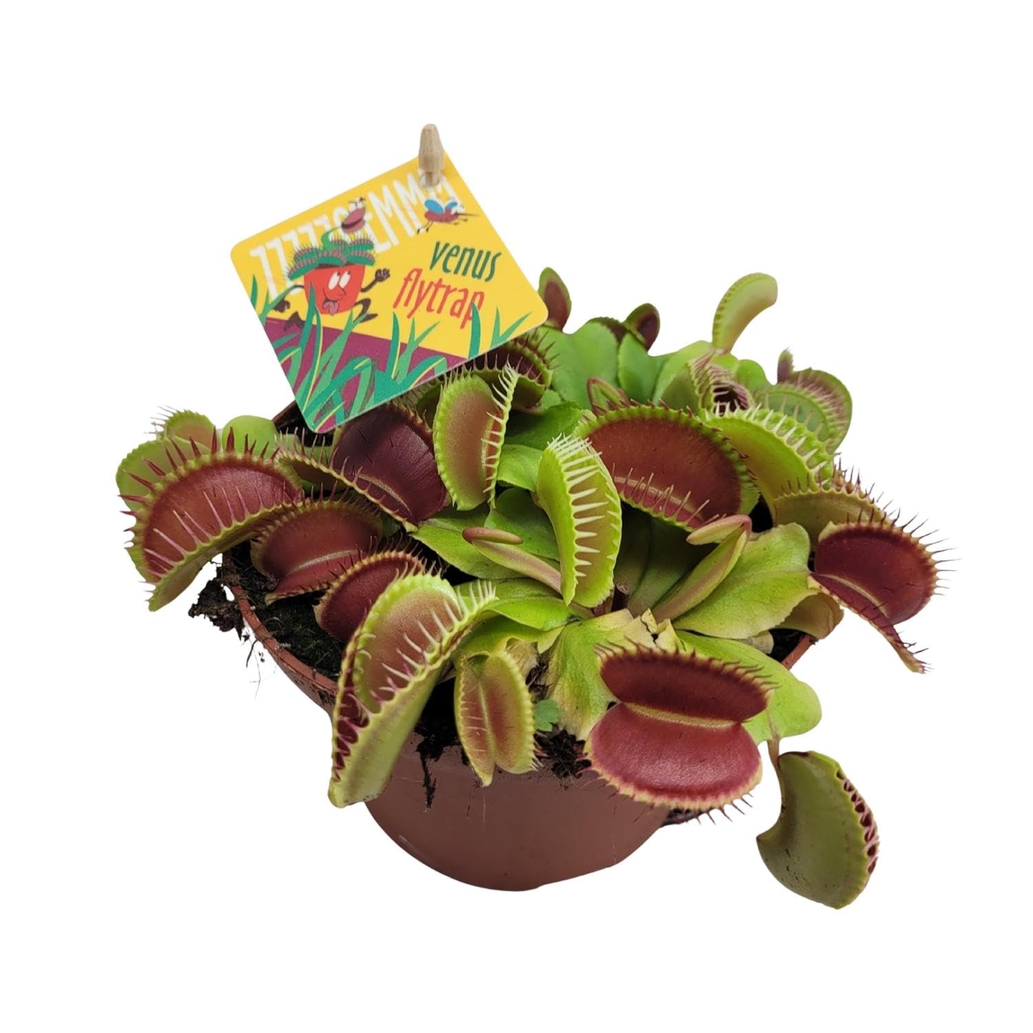 Dionaea Muscipula - 12cm - Ø12cm - Plante d'intérieur - Vert persistant