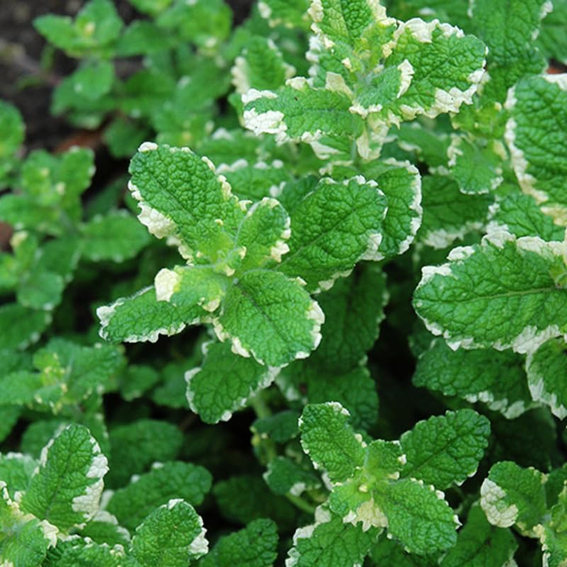 2 Pineapple Mint Plants Live Indoors Outdoors, Fresh Herb Mint Plant, Mint Plant Seeds, Mint Plant Variegated Pineapple Mint, Pineapple Mint Live Plant,3 to 5 Inch Tall, Bareroot