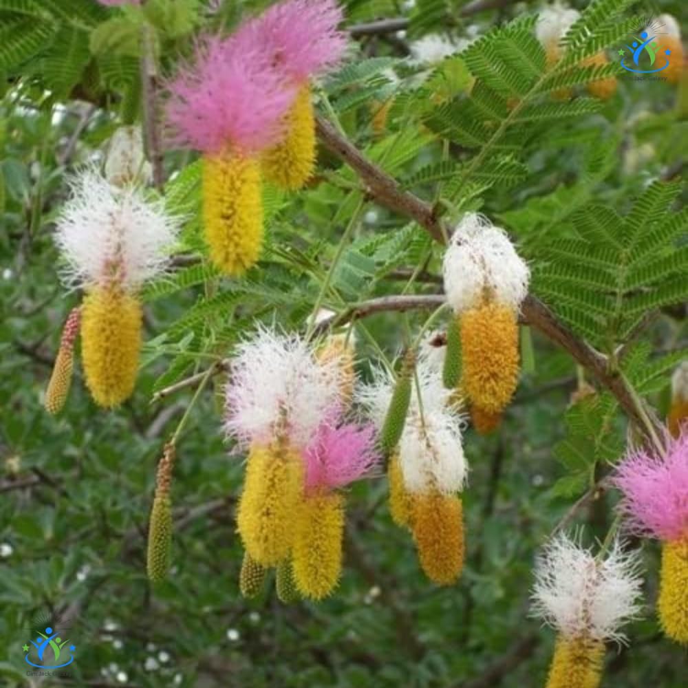 Shami Plant - Hardy Evergreen Tree -3