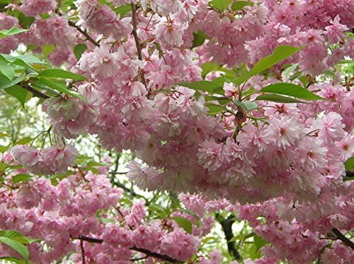 KWANZAN Cherry Tree - Double Flowers 3 - Year Live Tree