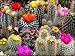 Cacti Cactus Mix Seeds Succulents Barrel Plant Beautiful for Planting Non GMO 40 Seeds