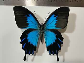 蝶標本】Papilio dialis 海南島亜種！ 激レア