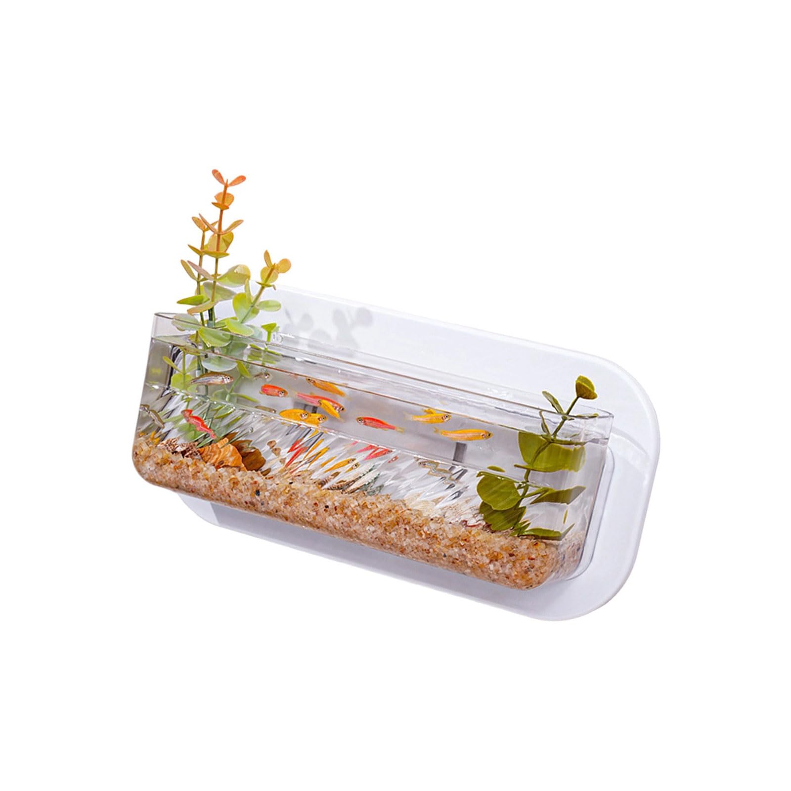 Pots de plantes hydroponiques en verre transparent avec système de fixation murale