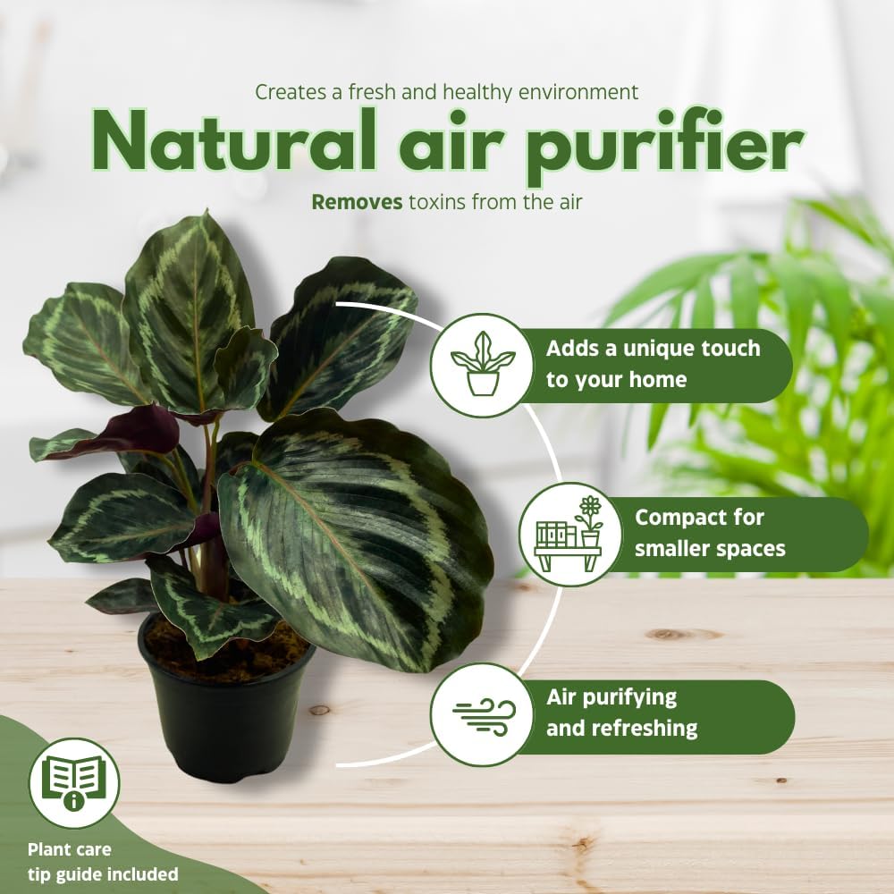 BubbleBlooms Calathea Medallion 4 inch