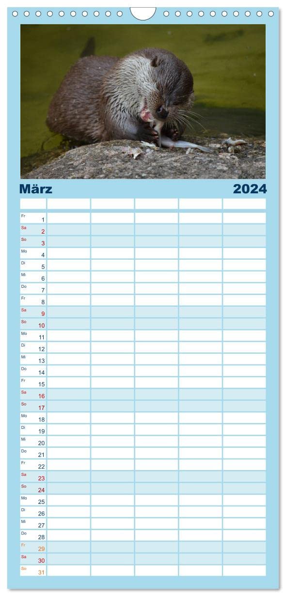 Familienplaner 2024 - Otter. Frech, laut und clever mit 5 Spalten (Wandkalender, 21 cm x 45 cm) CALVENDO: Putzige Räuber und echte Rabauken im und am Wasser (CALVENDO Tiere)