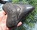 Massive 5 1/4'' Megalodon Tooth. Impressive!!