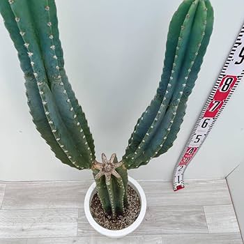 Amazon.co.jp: 柱サボテン ブランチ 8号 ハシラサボテン 多肉植物 鬼面