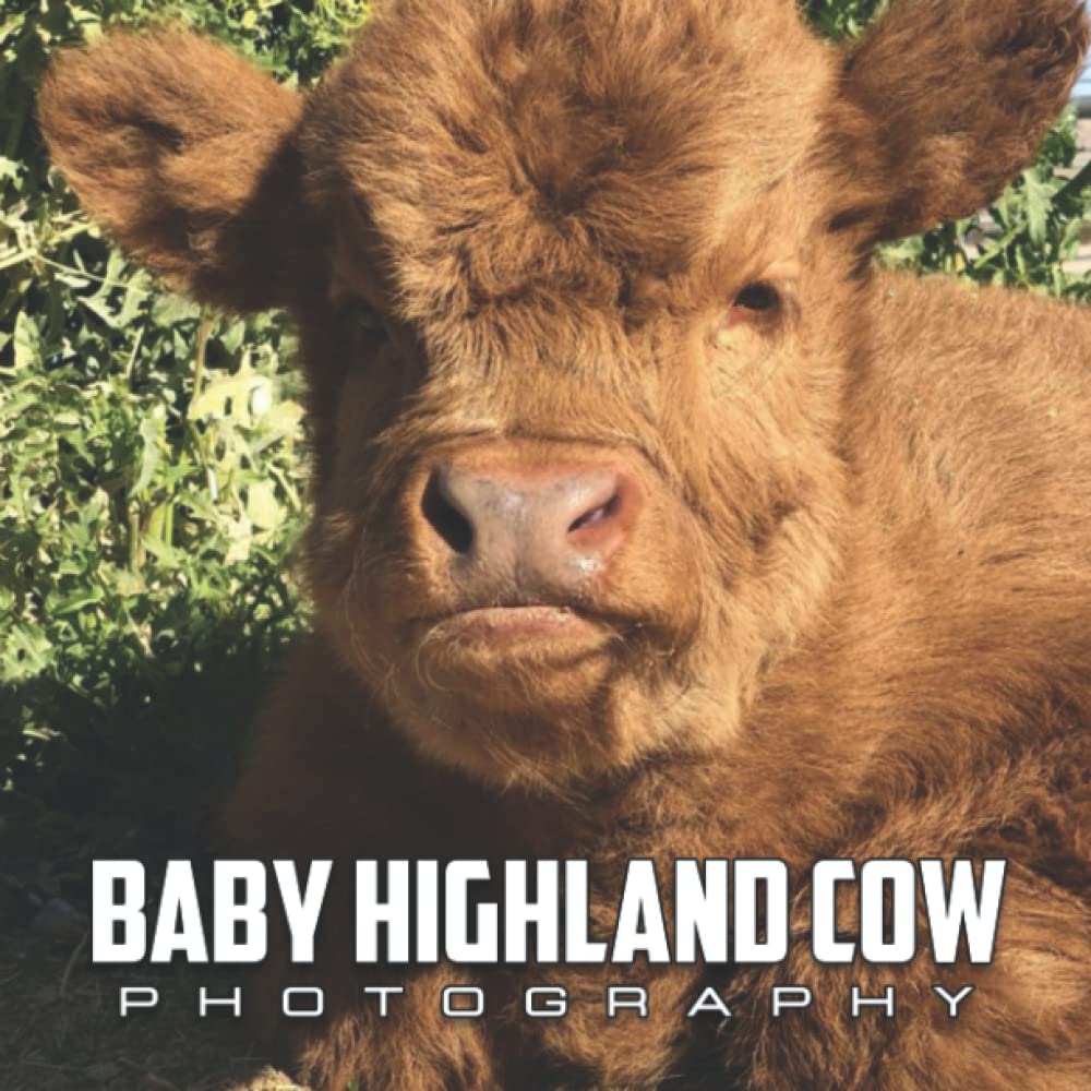Buy Baby Highland Cow Photo Book An Amazing Collection With Compelling Photos Of Baby Highland