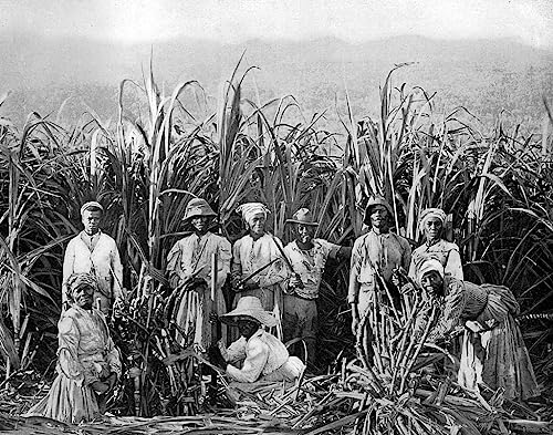 Poster Sugar Cane Cutters Adolphe Duperly 50x70 sans cadre