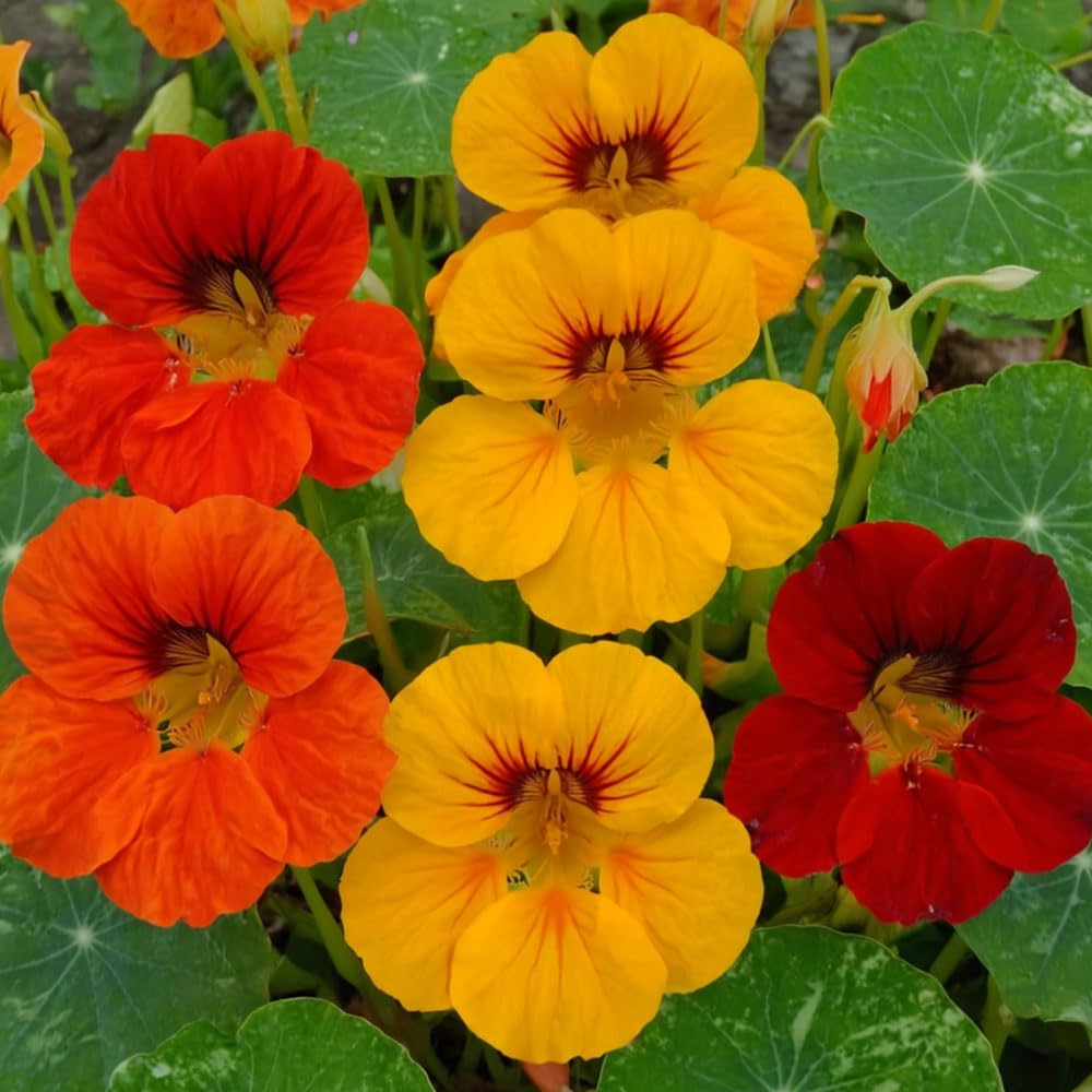 Nasturtium Paso Doble Seeds – Top Flowering, Compact & Easy – RHS Plants for Pollinators – Hardy Annual – for Your Beautiful Garden