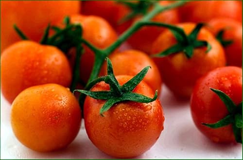 Paquete de cesta de cereza grande de tomate para jardín, herencia vegetal, a granel, 1 libra de semillas