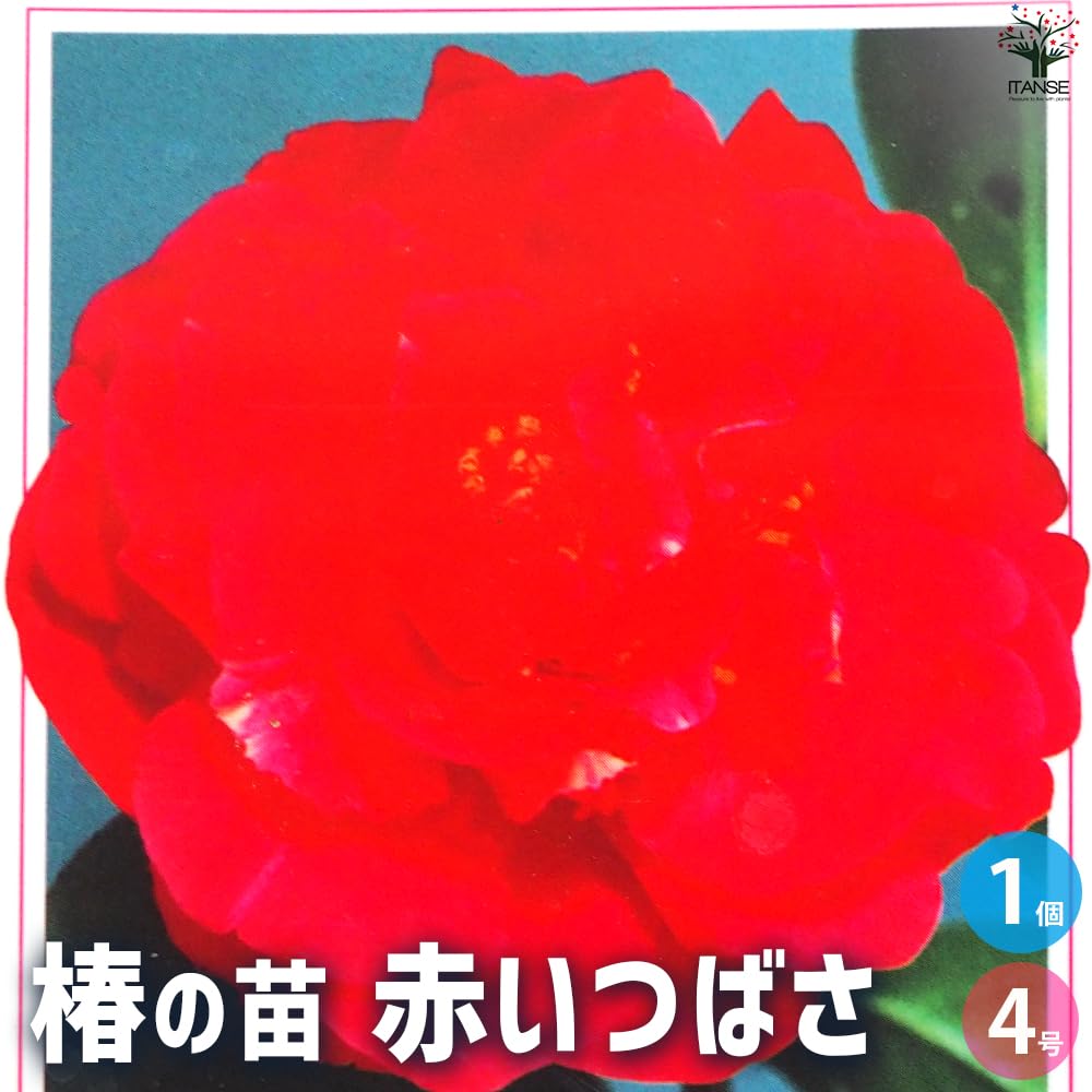 Amazon.co.jp: ITANSE 椿(ツバキ)の苗木 品種：赤いつばさ 4号 1
