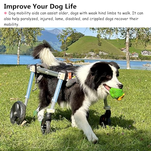 Silla de ruedas para perros grandes: devuélvale la alegría de correr 5