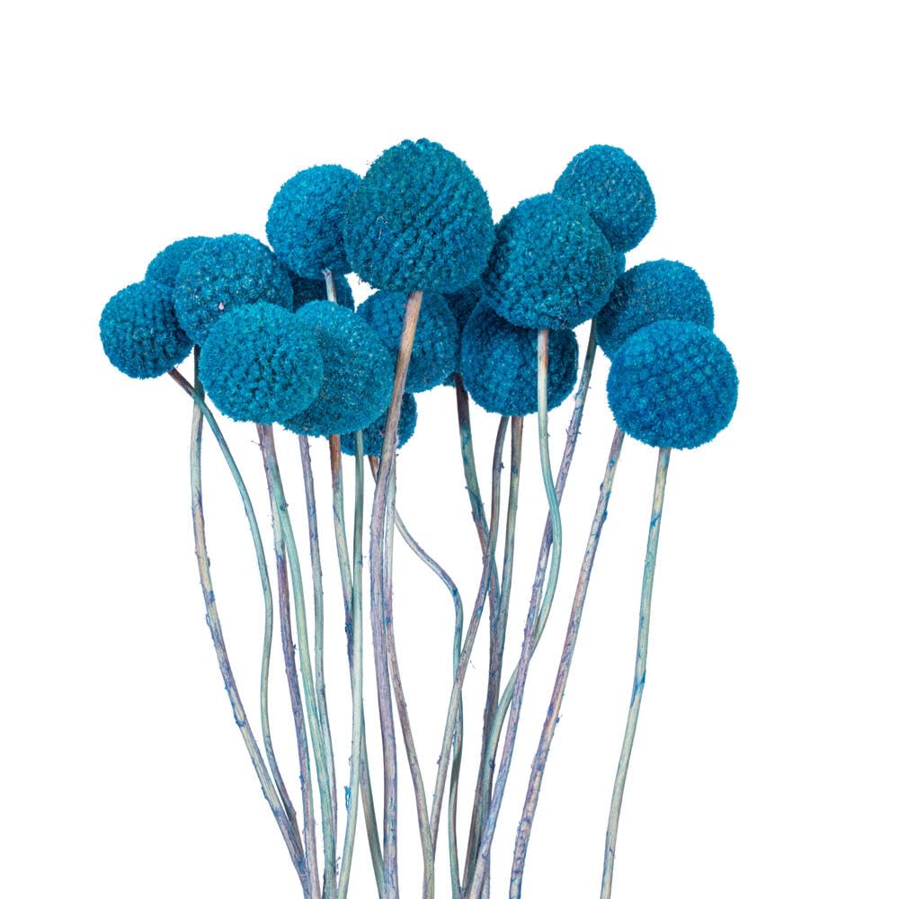 Vickerman Ramo de craspedia Azul seco Natural de 16-20 Pulgadas, 1.7 onzas, Aproximadamente 15-18 Cabezas. Este es un Producto Natural, Las Dimensiones y el Color Pueden Variar de Planta a Planta.