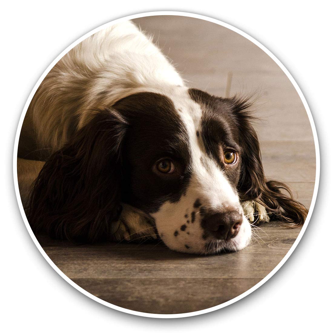 Vinyl Stickers (Set of 2) 7.5cm - Springer Spaniel Dog Puppy Animals #8725