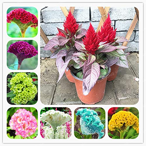 compo rhodo- und hortensien vital compo vital für hortensien und rhod. 1kg – Mobau Pro Shop main image 1