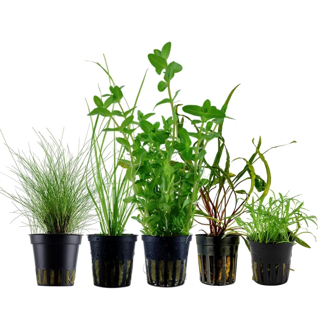 AquaOne Aquarium Pflanzen I 5X Wasserpflanzen I Einsteiger Aquarienpflanzen I Lilaeopsis Cryptocoryne Bacopa Eleocharis I Set mit 5 Aquariumpflanzen