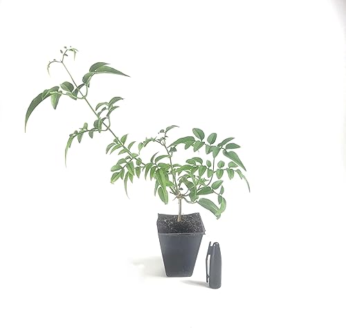 Miniatura 8 de Jasminum Polyanthum - Mini planta de iniciación de 2 pulgadas, maceta de un solo tallo, cultivada en California