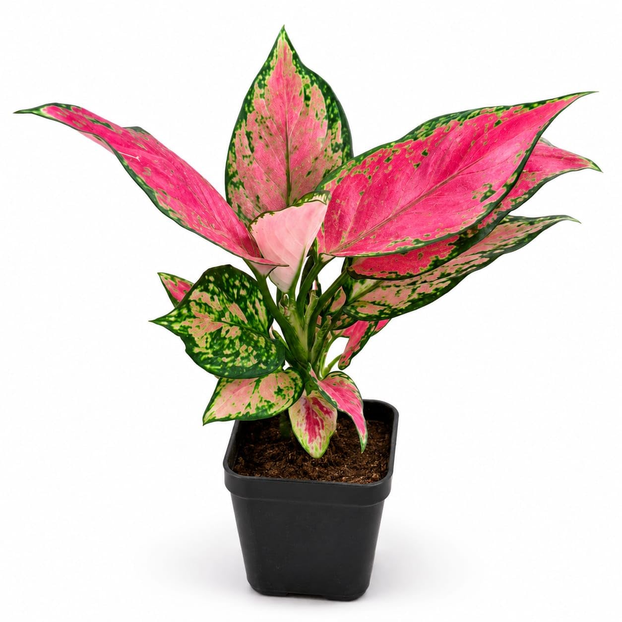 Aglaonema Pink (Lipstick/Chinese Evergreen) Plant with Gro Pot | Indoor Plant for Home Decor | Live Indoor Plant for Living Room, Home Garden & Office-image-2
