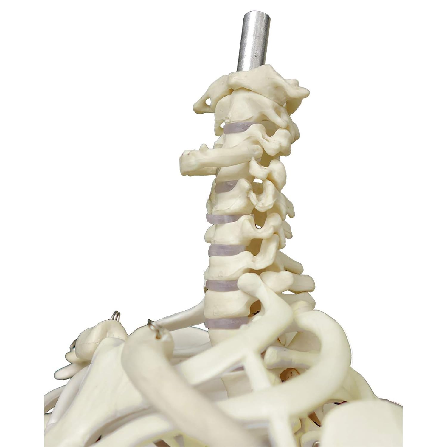 Human Skeleton Model mini 33.5" Compact Desktop Size Anatomical Chart for Student Home Study