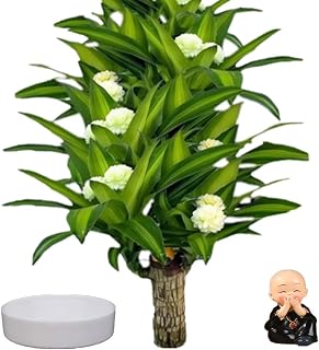 Brazilian Wood, A Brazilian Lucky Wood Plant that is Easy to Maintain and Purify The Air, Suitable for Decorating Bedrooms, Living Rooms, Offices, Desktops, Gardens, and More (A)