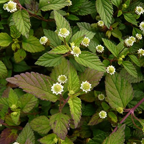 Palm Beach Medicinal Herbs - Aztec Sweet Herb (Lippia dulcis) - Packet of 50 Seeds
