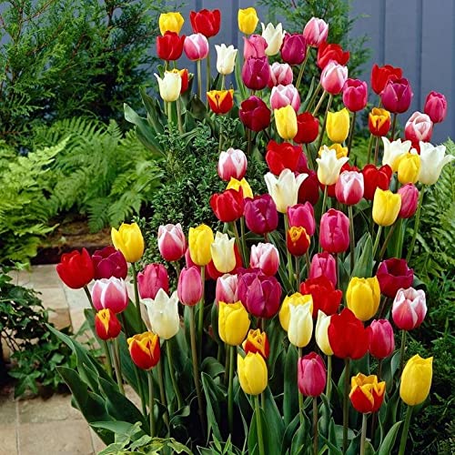 Siddhi Vinayak Gallery® Imported Variety Flower bulbs mix color For Home Gardening pack of 5 flower bulbs (Tulip) (B09LVK7XNT) Amazon Price History, Amazon Price Tracker