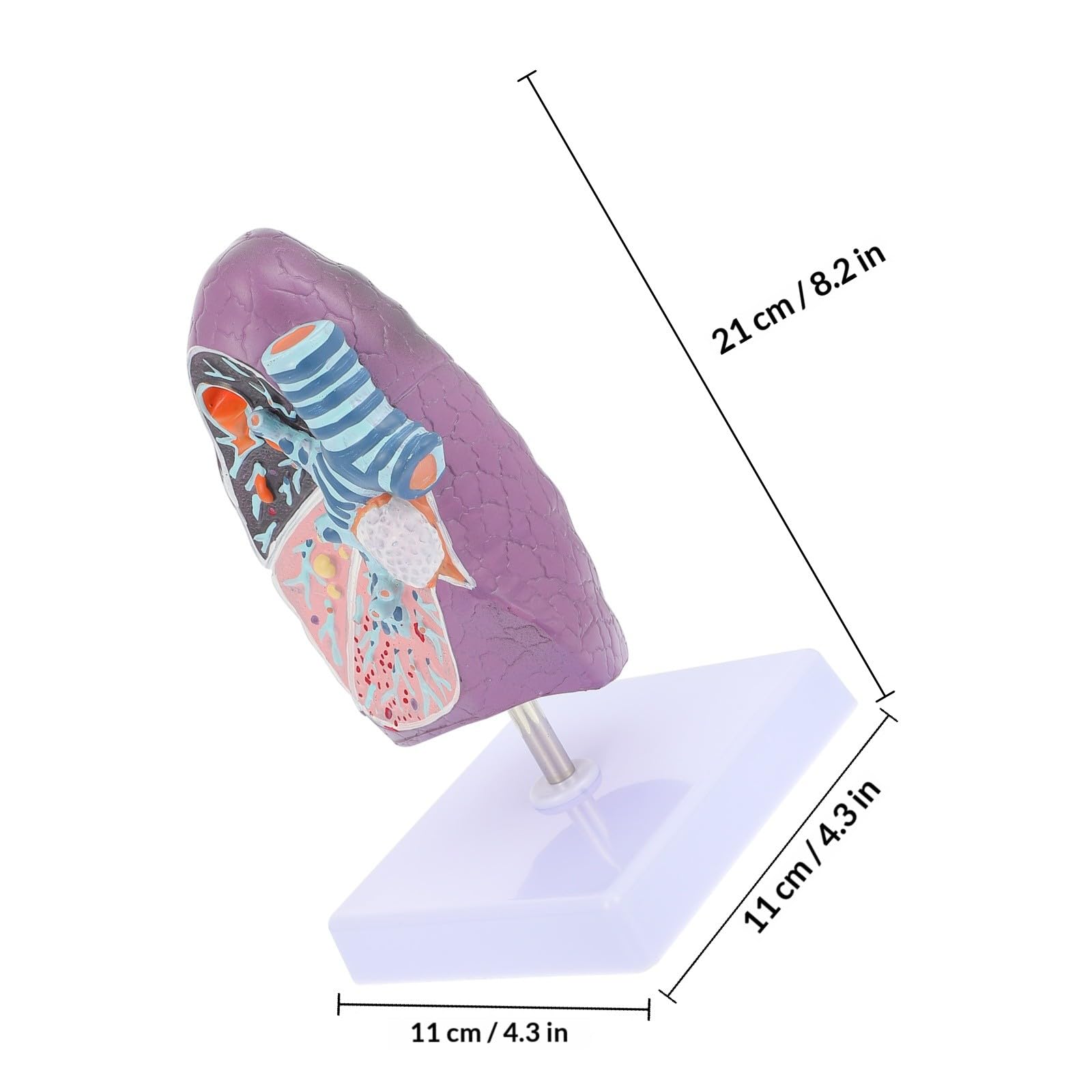 YARNOW Modèle Pulmonaire Anatomique Réaliste en Plastique pour Enseignement de L'anatomie et Physiologie, Matériel Éducatif pour Étudiants en Sciences Médicales