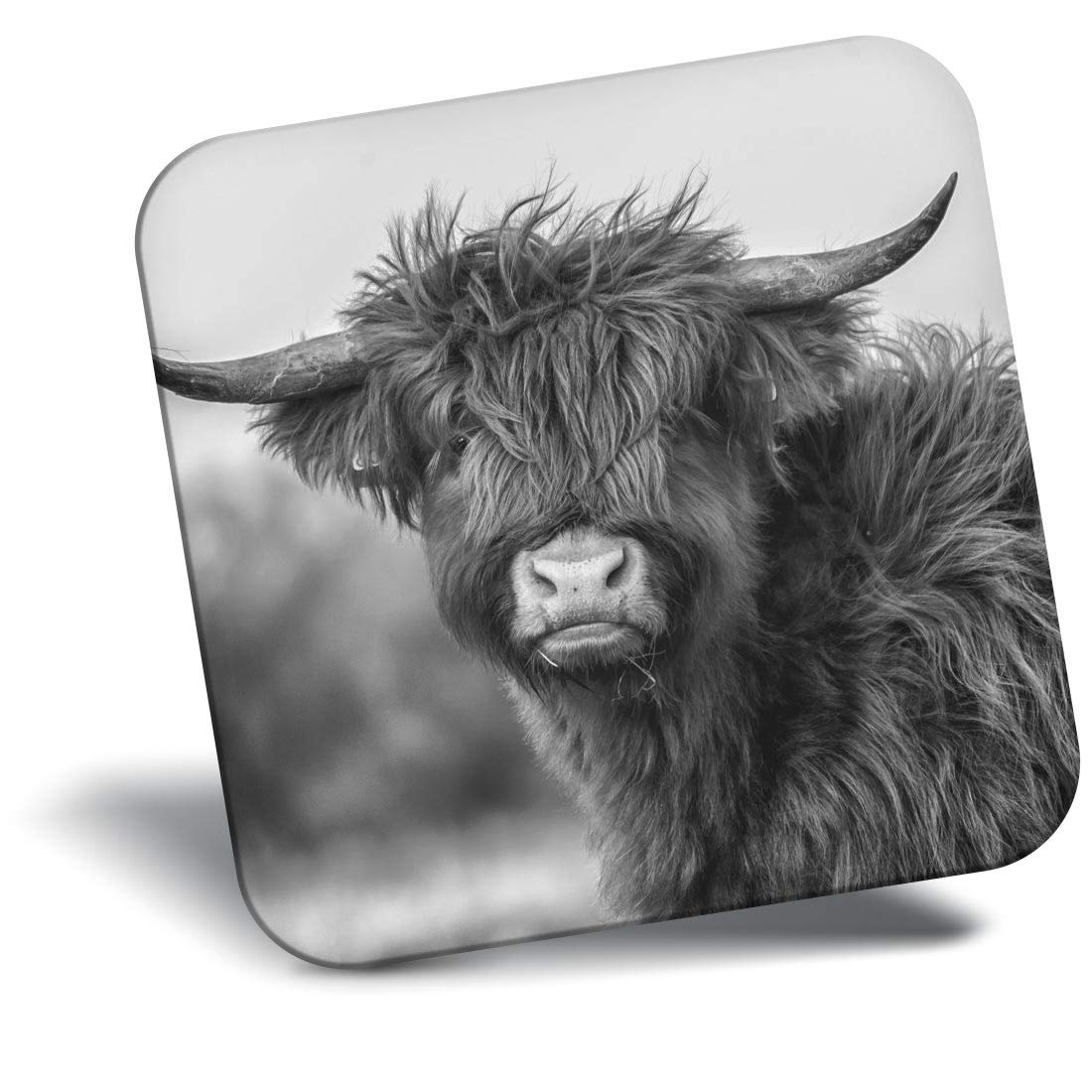 Destination Vinyl Ltd Fridge Magnet Bw - Fluffy Highland Cow Scotland #37214