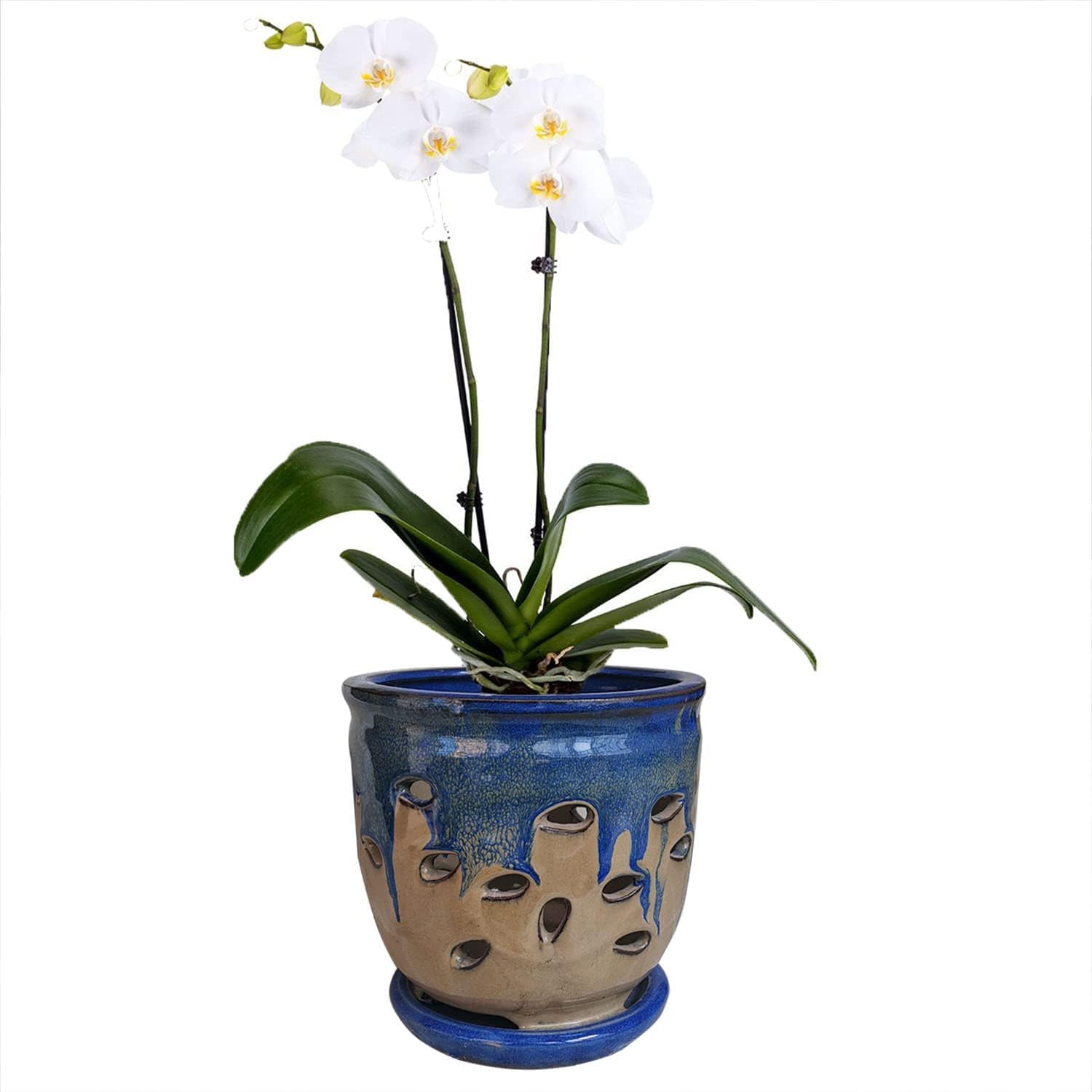 Large 6inch Ceramic Orchid pots with Holes, Flower Pot with Saucer for Indoor Plants Home Decorative, Round Planter (Blue+Light Brown)