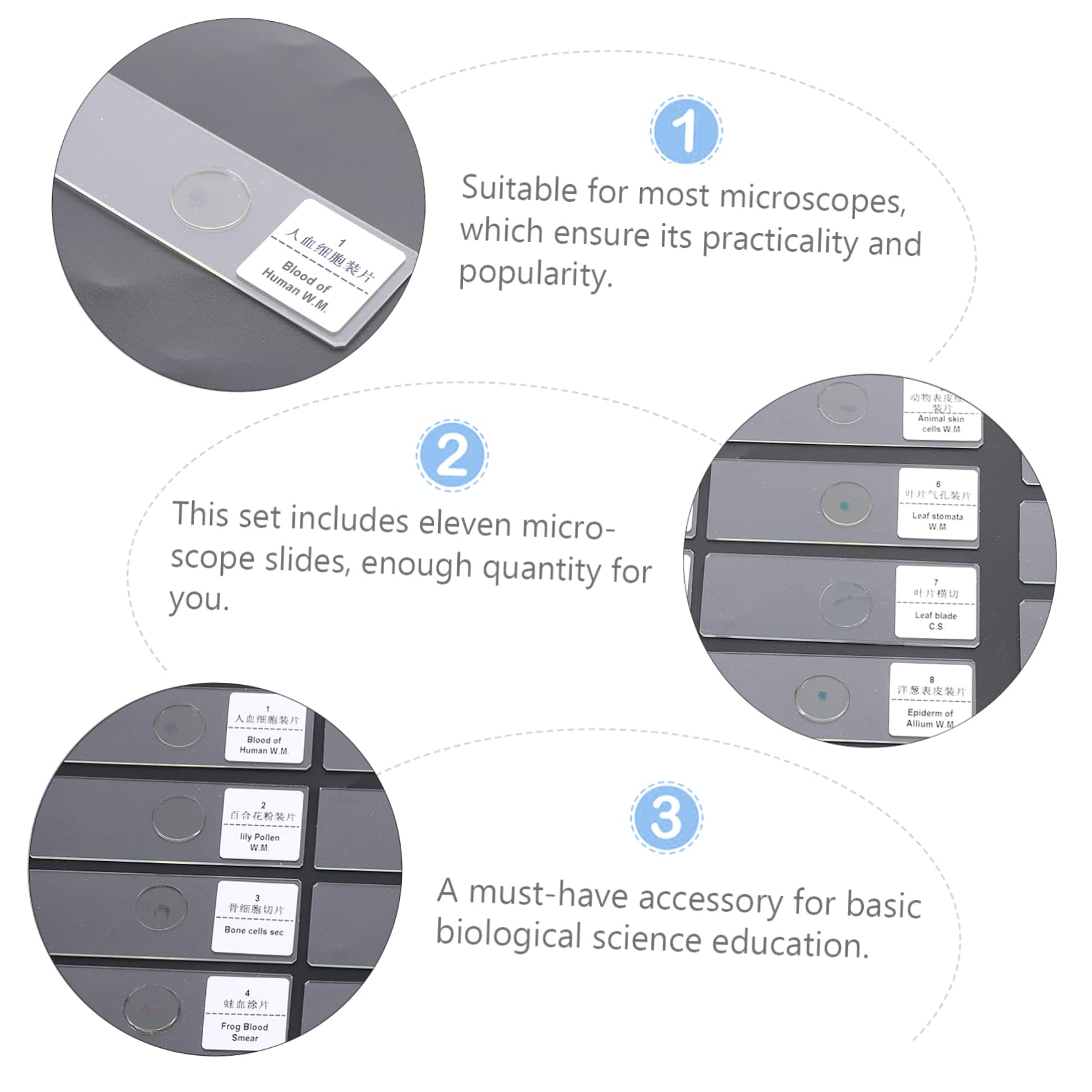 KICHOUSE 1 Set Glass Slide Bioexperiment Slides Microscope for Zoa Microscope Slides Lab Microscope Slide Sample Slides for Microscope Slides Specimens Slides Object Slides
