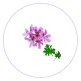 geranium rozanne kaufen Images and information of Geranium Facts